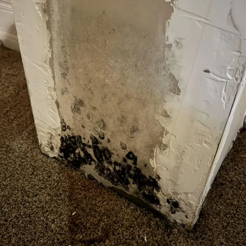Professional Mold Removal in Whitestown, IN